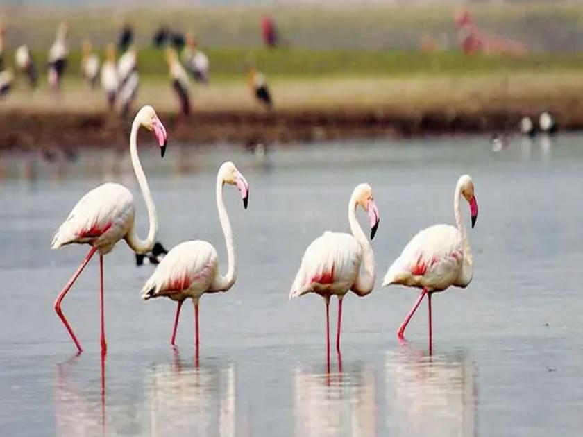 Migratory flamingos introduced in Wardhya; A stay of cranes on the Red River | वर्ध्यात स्थलांतरीत फ्लेमिंगो दाखल; क्रेन पक्ष्यांचा लाल नाल्यावर मुक्काम