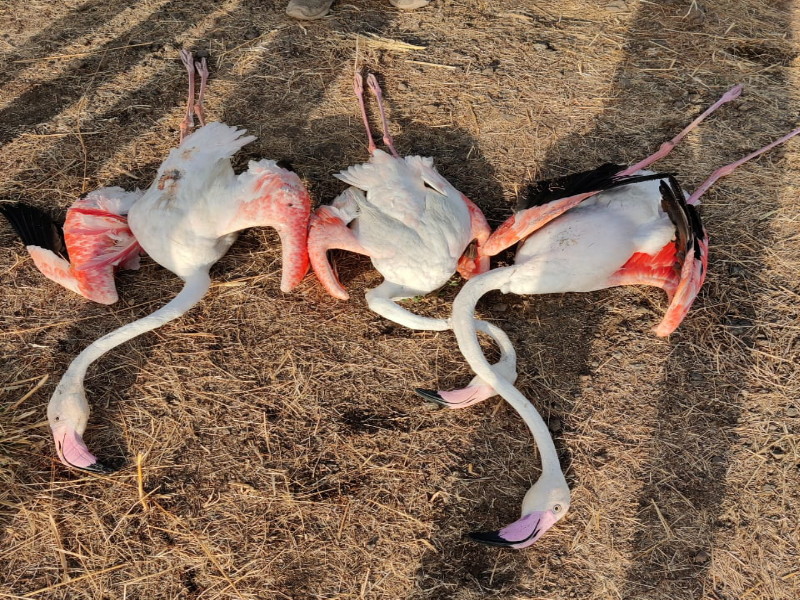 The tragic end of three flamingos by the shock of a high electric current; Incident at Talegaon Dabhade | उच्चदाब वीजवाहिनीच्या धक्क्याने तीन फ्लेमिंगोचा करूण अंत; तळेगाव दाभाडे येथील घटना