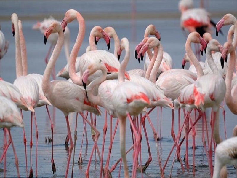 Migratory birds comes to maharashtra | कोरोनाला धुडकावून सातासमुद्रापार येणार स्थलांतरित पक्षी