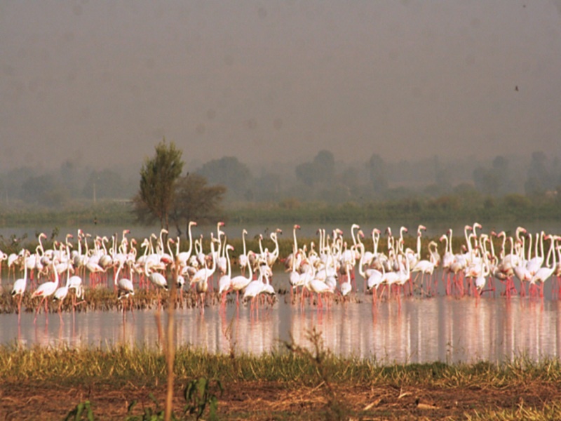 The delayed rains also delayed the arrival of foreign birds in Aurangabad | ऑक्टोबर उलटला, लांबलेल्या पावसामुळे परदेशी पक्ष्यांचे आगमनही लांबले