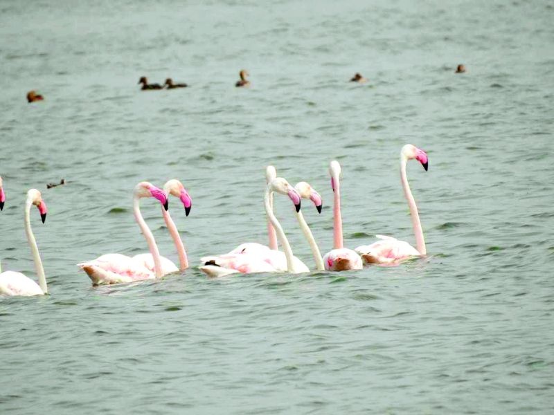 With the arrival of guest birds, the reservoirs of Vidarbha will be full again | पाहुण्या पक्ष्यांच्या आगमनाने विदर्भातील जलाशये पुन्हा गजबजणार