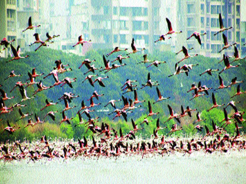 Mumbai border flamingos are huge! Hundreds of five lakh guests attend new year | मुंबई किनारी फ्लेमिंगोंची संख्या भारी! नव्या वर्षात सव्वा लाख पाहुण्यांची हजेरी