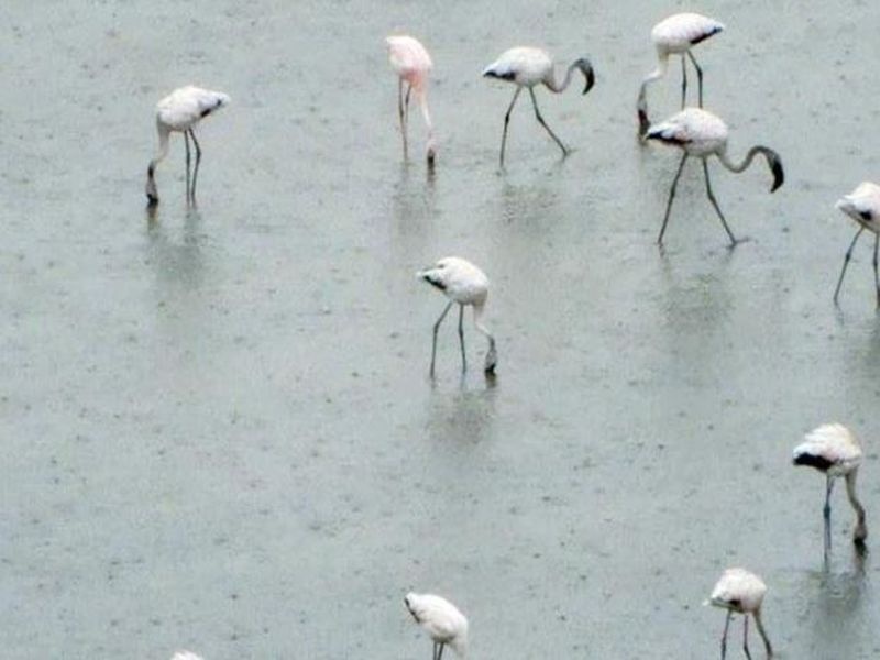 Flamingos are domiciled because of the payment | भरावामुळे फ्लेमिंगोंचा अधिवास होतोय नष्ट