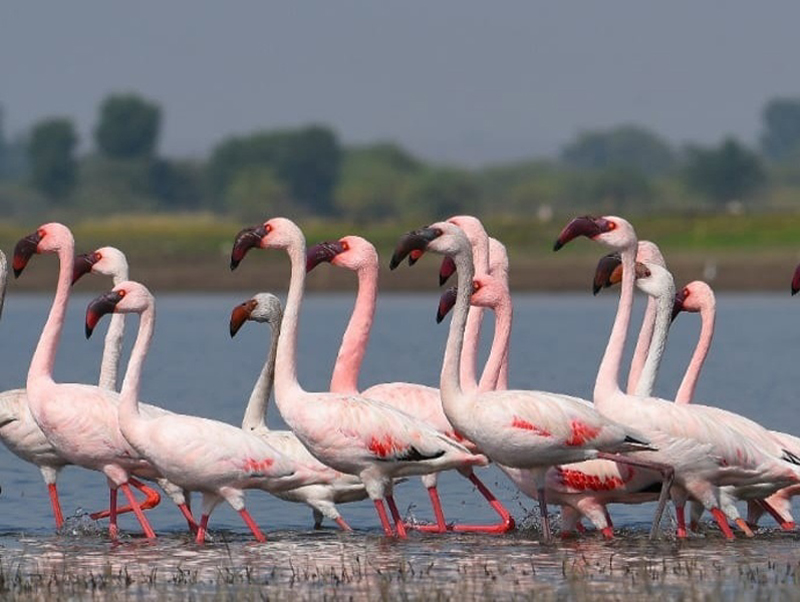 Laser Flamingo's crowd at the Ujani dam | उजनी धरणावर परराज्यातील लेसर फ्लेमिंगोची गर्दी