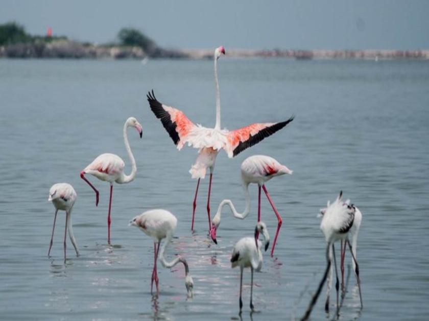 want to see flamingos head to the suburb bird lovers and scholars will also enjoy it in mumbai | फ्लेमिंगो पाहायचेत, उपनगराकडे चला! पक्षीप्रेमी, अभ्यासकांनाही मिळणार पर्वणी
