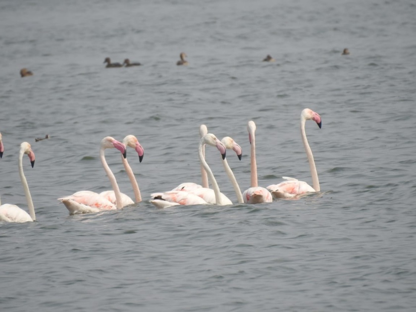Flamingo's arrival at 'ekuburi' project of Washim | वाशिमच्या ‘एकबुर्जी’ प्रकल्पावर ‘फ्लेमिंगो’चे आगमन