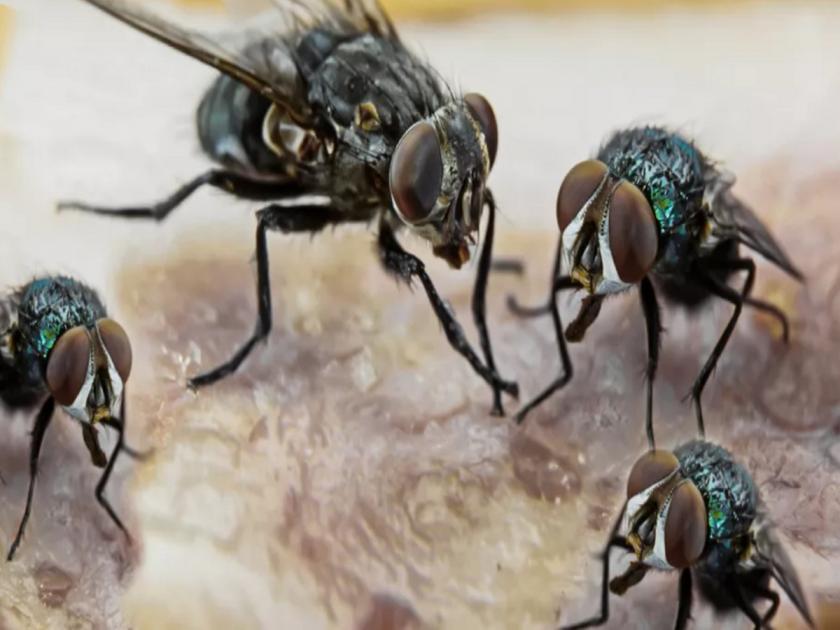 Fruit flies experience same-sex attraction due to air pollution | माणसाने बनविले माश्यांना ‘समलिंगी’, वाचा नेमके काय घडले? 