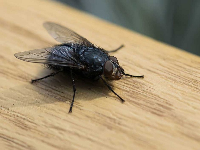 How to keep flies away from home in monsoon | पावसाळ्यात माश्यांना घरापासून दूर ठेवण्यासाठी खास टिप्स!