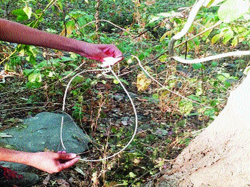 28 wire traps found in film-related forests; Suspicion of wildlife trafficking | फिल्मसिटीलगतच्या जंगलात आढळले २८ वायर ट्रॅप; वन्यप्राण्यांच्या तस्करीचा संशय