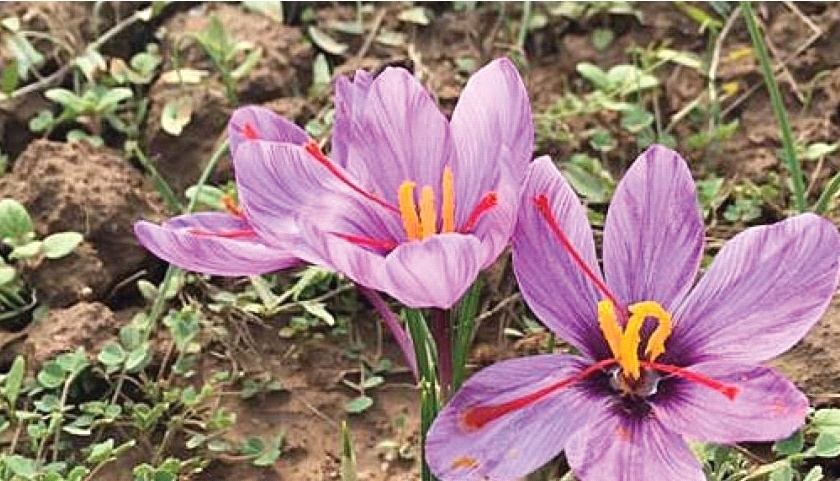 After Kashmir, saffron will be produced in Mahabaleshwar | काश्मीरनंतर महाबळेश्वरमध्ये होणार केशर उत्पादन