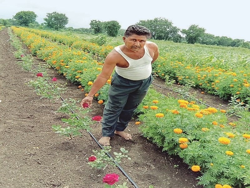 economic prosperity from elegant flower farming | पारंपरिक शेतीला फारकत देऊन शोभिवंत फुलशेतीतून आर्थिक उन्नतीकडे!