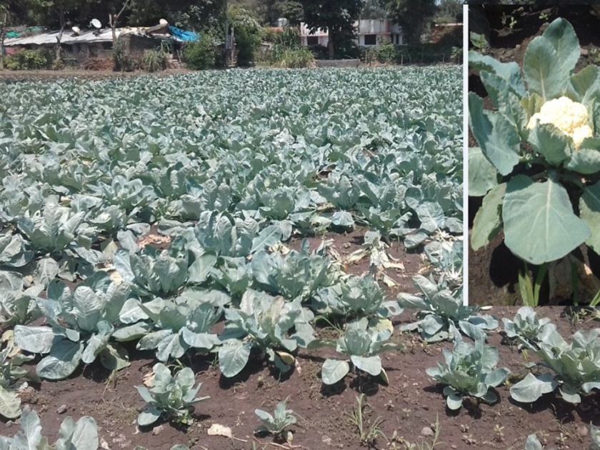 Farmer's take cauliflower's yield in khamgaon | फुलकोबी’ उत्पादनातून सावरतोय शेती व्यवसाय