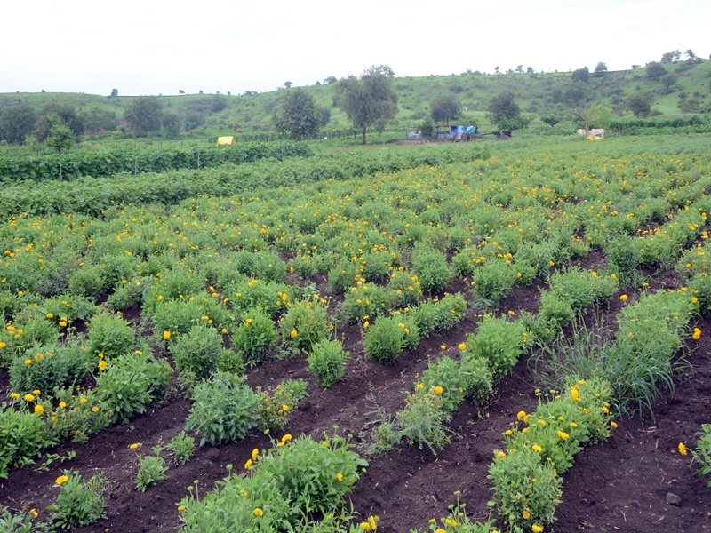 Flower farming is regularly done in Panshendra of jalana district from three generations | जालन्यातील पानशेंद्रा येथे तीन पिढ्यांपासून फुलते बाराही महिने फूलशेती; रोज होतो रोखीचा व्यवहार  