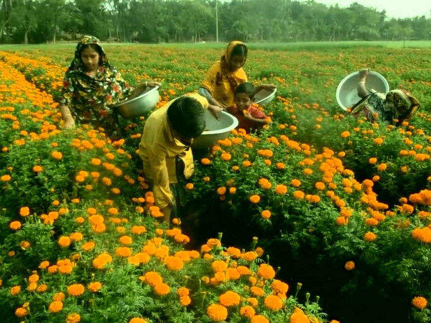 Flowers of marigold 1 kg per kg | झेंडूची फुले ६० रुपये किलो -: दसऱ्यामुळे दरात तेजी