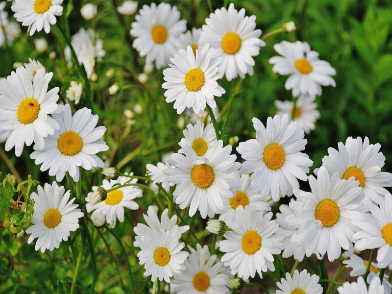 Enjoy your life like the flowers in nature - Naresh Mhaske | निसर्गातील पानाफुलांप्रमाणे आपले आयुष्य बहरून टाका- नरेश म्हस्के