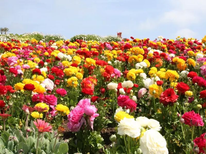 The first flower hub will be held at Soygaon | सोयगाव येथे होणार पहिले फुल हब