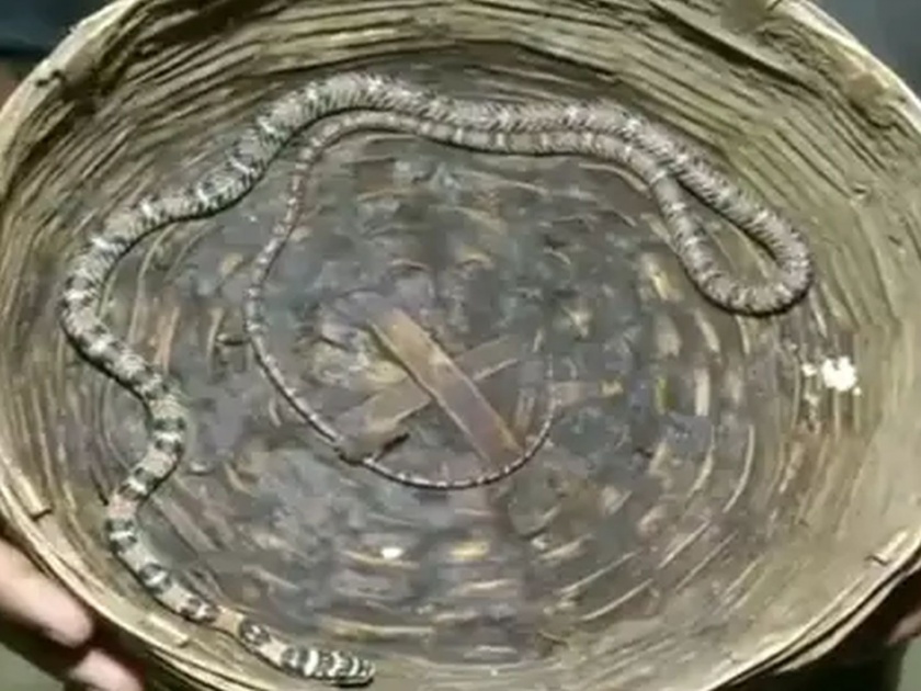 Odisha flying snake was seized from possession of a man in bhubaneswar viral video | VIDEO : येथे सापडला दुर्लभ प्रजातीचा साप; हवेत उडून करतो शिकार