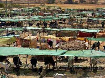 First fodder camp in Buldhana district in Amsari village | बुलडाणा जिल्ह्यातील पहिली चारा छावणी आमसरीत