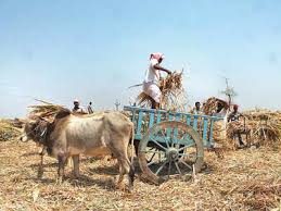 Death of sheep and goats due to lack fodder; The demand of villagers to start fodder camps | चाऱ्याअभावी शेळ््या-मेढ्यांचा मृत्यू; चारा छावण्या सुरू करण्याची ग्रामस्थांची मागणी
