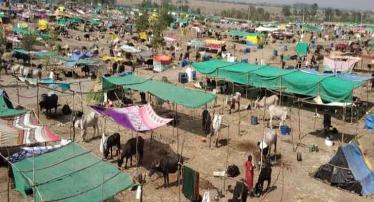 Fodder camp proposals stuck in Buldhana | चारा छावण्यांचे प्रस्ताव अडकले लालफितशाहीत
