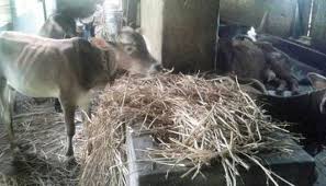 The appetite of 22 lakh milk animals in the western Vidarbha is on dried fodder | पश्चिम विदर्भातील २२ लाख दुधाळ जनावरांची भूक वाळलेल्या चाऱ्यावर  