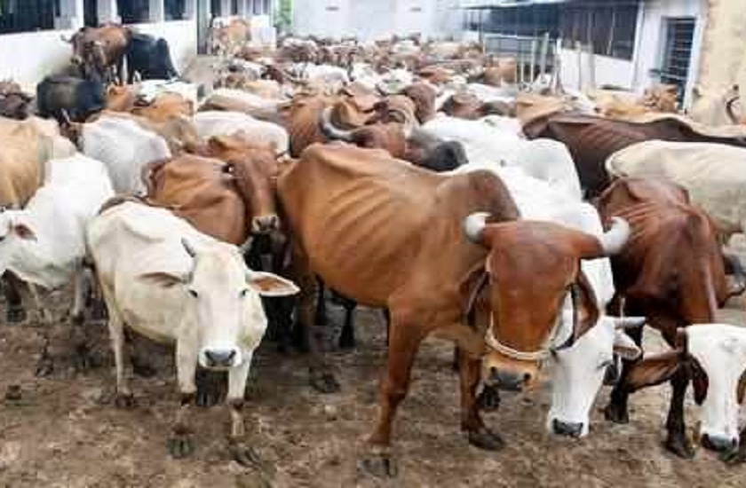 4.43 lakh livestock affected by drought | अकोला जिल्ह्यातील ४.४३ लाख पशुधनाला चाराटंचाईची झळ!