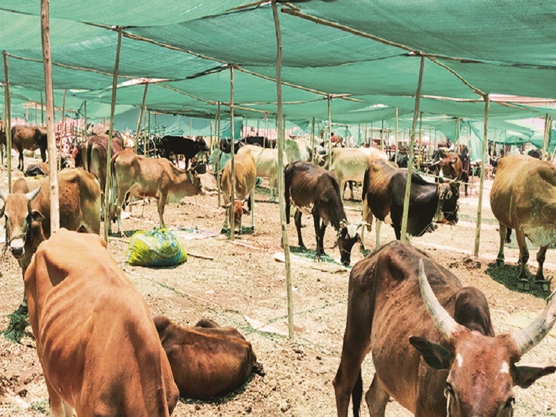 After the rain was delayed, the animals comes to the fodder camp once again! | पाऊस लांबल्याने जनावरांनी धरली पुन्हा चारा छावण्यांची वाट !