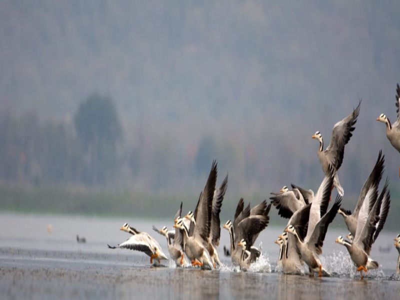 Foreign birds arrived in Gondia | पक्षीनिरीक्षकांसाठी पर्वणी : परदेशी पाहुण्यांनी जलाशय हाऊसफुल्ल