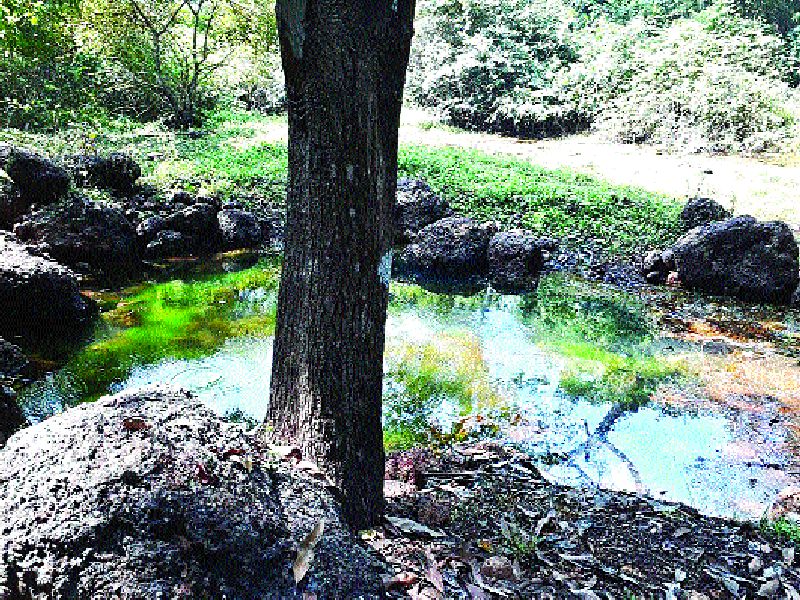 Artificial Foliage for animals in Patanadevi forest | पाटणादेवी जंगलात प्राण्यांसाठी कृत्रिम पाणवठे