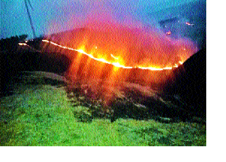 Chandoli area is fierce fire: the need for measures; Risk of rare plants | चांदोली परिसर आगीने होरपळतोय :उपाययोजनांची गरज; दुर्मिळ वनस्पती धोक्यात