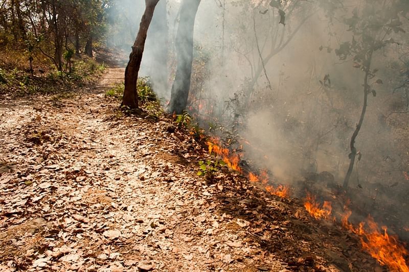 Forests and wildlife are threatened by fire | वणव्यांमुळे वन आणि वन्यजीव भयाच्या सावटात