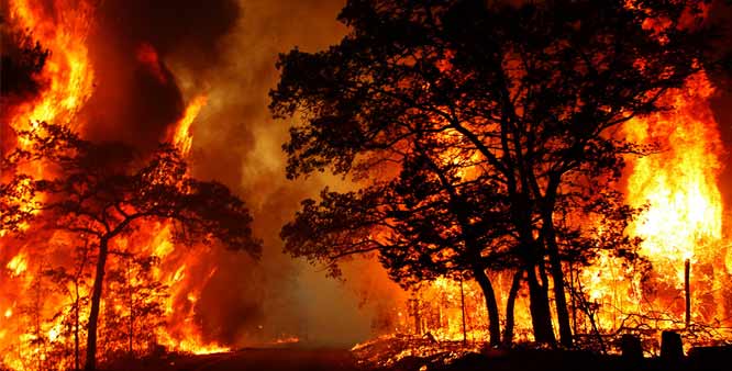 Maharashtra is second in forest fire insidents | वणवा लागून नैसर्गिक संपदा नष्ट होण्यात महाराष्ट्र दुसरा!