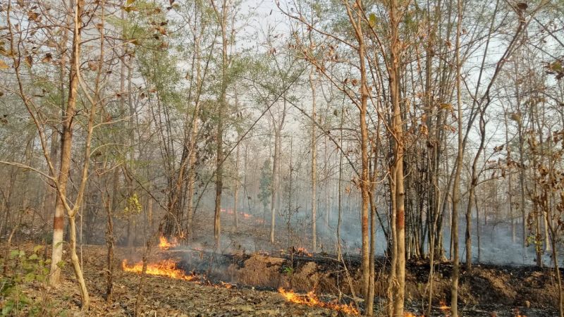 Fire in the forest of Ghoti in Nagpur district: Other wildlife hazards along with tigers | नागपूर जिल्ह्यातील घोटीच्या जंगलात वणवा : वाघांसह इतर वन्यजीव धोक्यात