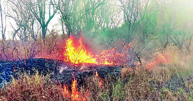 Increased incidence of forest fire, wildlife in danger due to hot summer | वनवणव्यांच्या घटनांमध्ये वाढ, तप्त उन्हाने वन्यजीव सैरभर