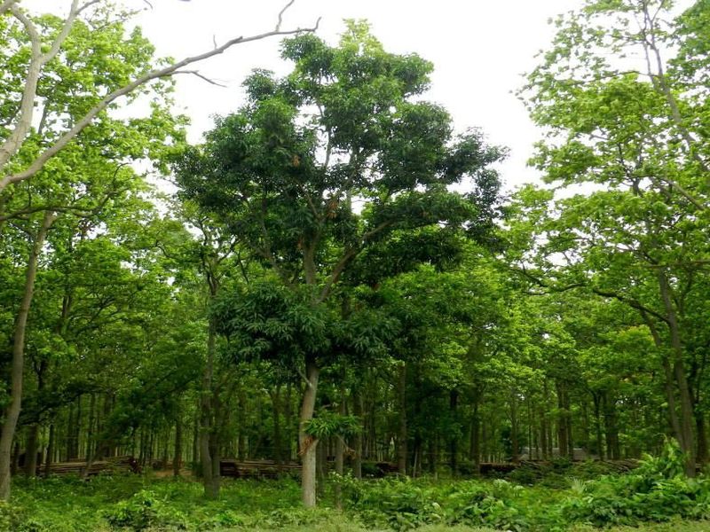 forest area Scam In Amravati | वनविभागाची लाखो हेक्टर जमीन गिळंकृत, राज्य शासनाचे अभय; वनसचिव हतबल