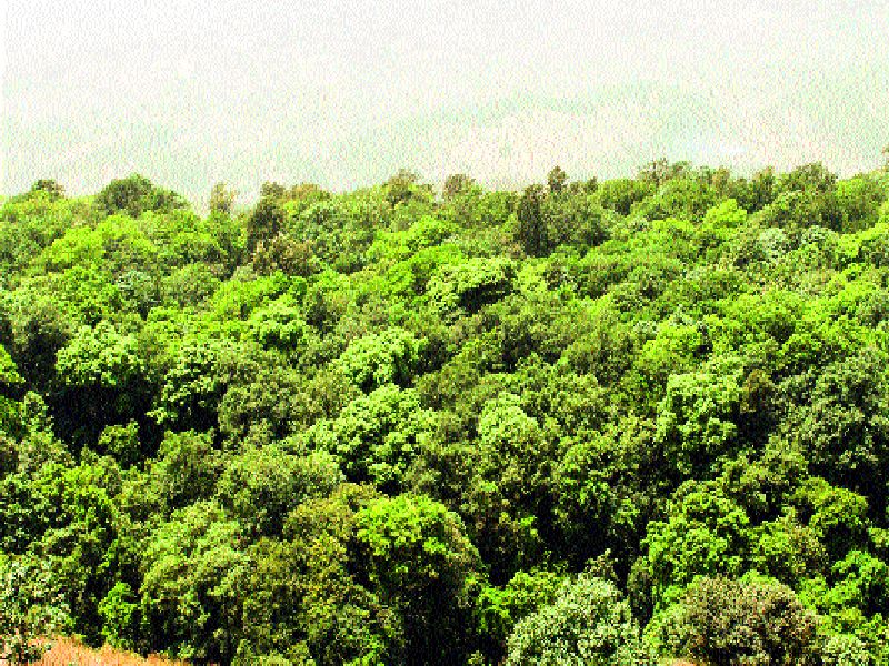 Ratnagiri: Shocking! Rapidly reduced forest area of ​​Ratnagiri | रत्नागिरी : धक्कादायक ! झपाट्याने कमी होत आहे रत्नागिरीतील वनक्षेत्र