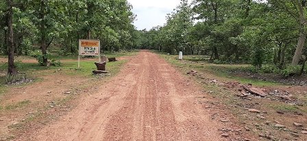 The forest area of Kolhapur declined by one and a half percent | forest-कोल्हापूरचे वनक्षेत्र साडेनऊ टक्क्यांनी घटले