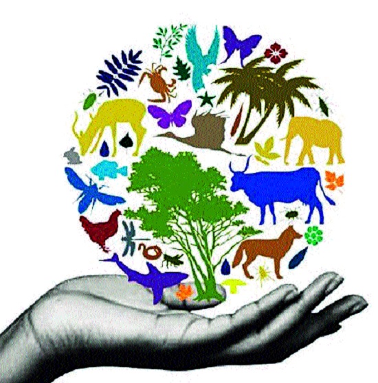 Challenges to the cause of pollution in the bio-diversity of Sangli district - due to pollution | सांगली जिल्ह्याची जैवविविधता प्रश्नांच्या भयारण्यात- प्रदूषणामुळे समस्या : नैसर्गिक संपत्ती टिकविण्याचे आव्हान