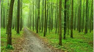 Tree plantation in 963 hectare area under forestry | अमरावती विभागात वनशेती उपअभियानांतर्गत ९६.४३ हेक्टर क्षेत्रात वृक्ष लागवड