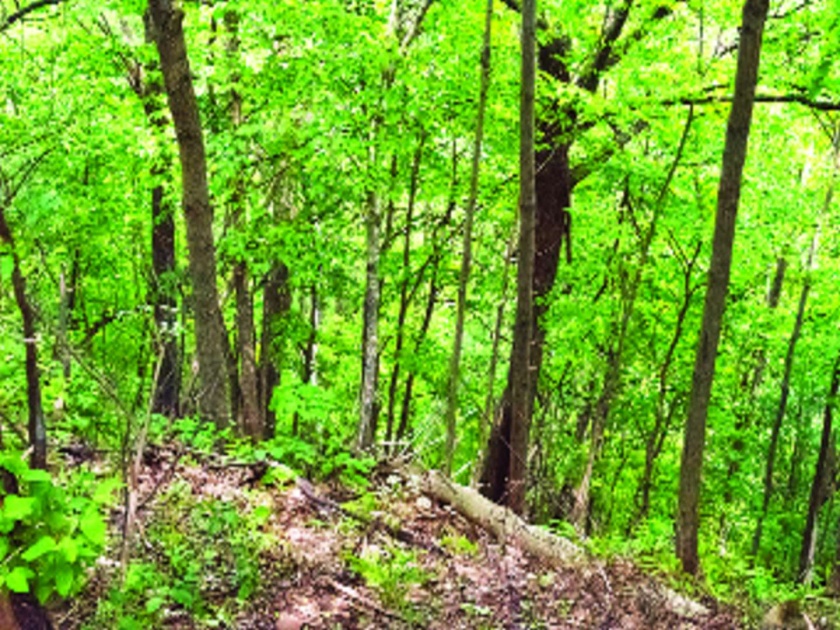 Part of the forest is seen breathing, meteorological events | जंगलाचा भाग दिसतो श्वासोच्छ्वास घेताना, हवामानशास्त्रातील घटना