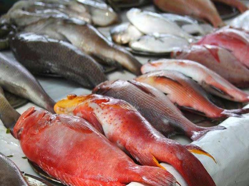 Formalin In Fish : Government ban on fish imports in Goa | Formalin In Fish : गोव्यात मासळी आयातीवर बंदी