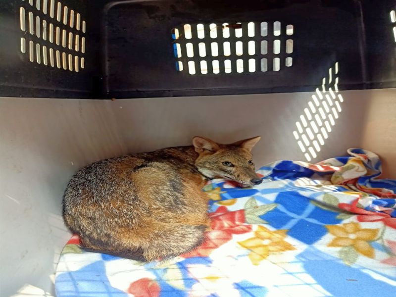 Life-saving fox injured in accident; Treatment at Pune Rescue Center | अपघातातील जखमी कोल्ह्याला जीवदान; पुण्याच्या रेस्क्यू केंद्रात उपचार