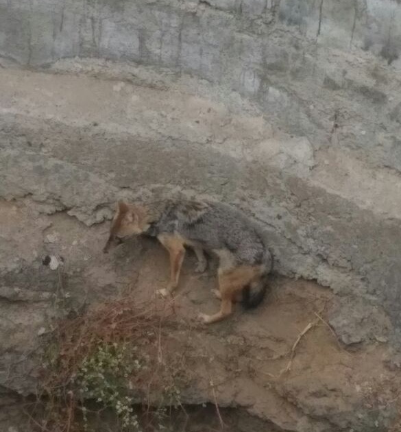 Pran survived a fox in a dry well |  कोरड्या विहिरीत पडलेल्या कोल्ह्याचे वाचविले प्राण