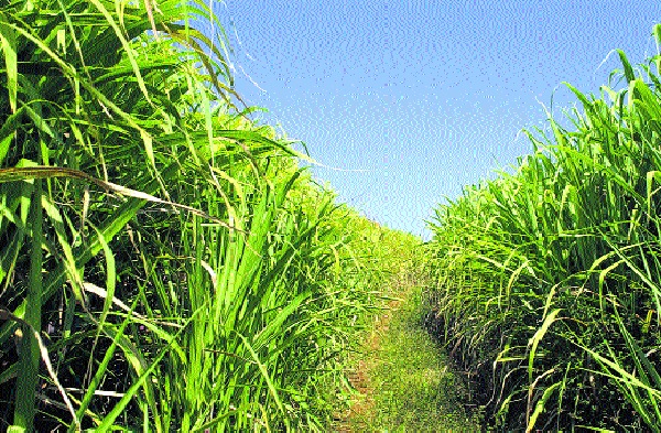 80 percent of FRP deposits on farmers' accounts - 20 percent of sugar farmers are not compelled - Sanjay Kolle | शेतकऱ्यांच्या खात्यावर ८० टक्केच एफआरपी जमा- वीस टक्के साखरेची शेतकºयांना सक्ती नाही - संजय कोले