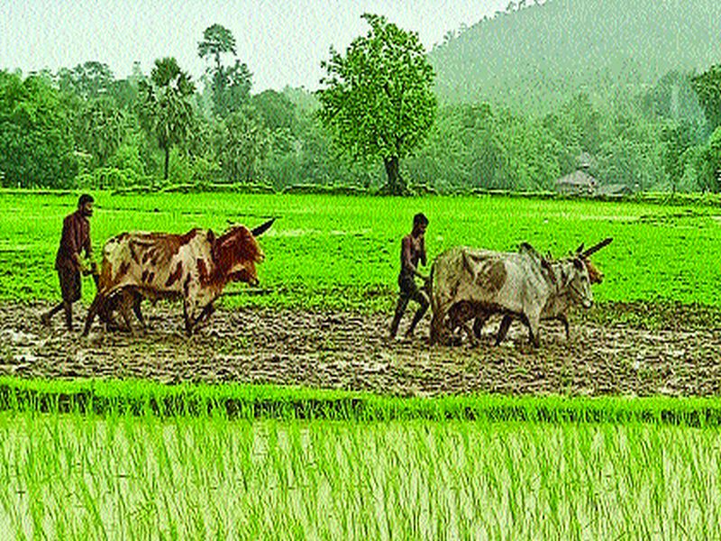 Paddy plantations stalled in Dahanu taluka due to lack of rains | डहाणू तालुक्यात पावसाअभावी भातरोपण्या रखडल्या; हळवी भातशेती करपू लागली