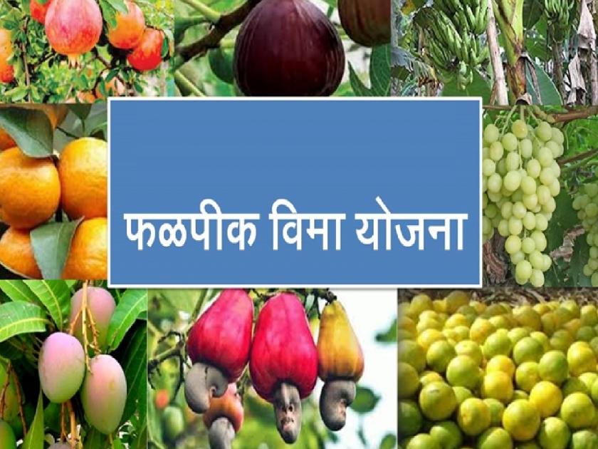 Farmers deprived of fruit crop insurance scheme due to server down, Ratnagiri district numbers reduced from last year | सर्व्हर डाऊनमुळे फळपिक विमा योजनेपासून शेतकरी वंचित, रत्नागिरी जिल्ह्यात गतवर्षीपेक्षा संख्या घटली