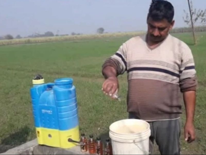 The use of farmer's case, the bottle of alcohol spilled on crops for income generation | शेतकऱ्यांचा हा कसला प्रयोग, उत्पन्न वाढीसाठी पिकांवर शिंपडली चक्क दारू