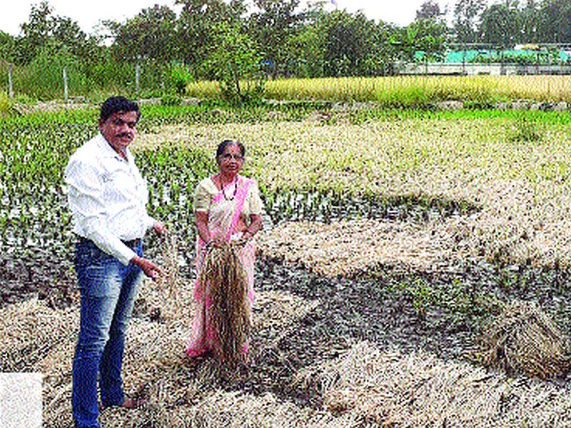 Damage to paddy cultivation started all over the district | जिल्ह्यात सर्वत्र भातशेती नुकसान पंचनामे सुरू