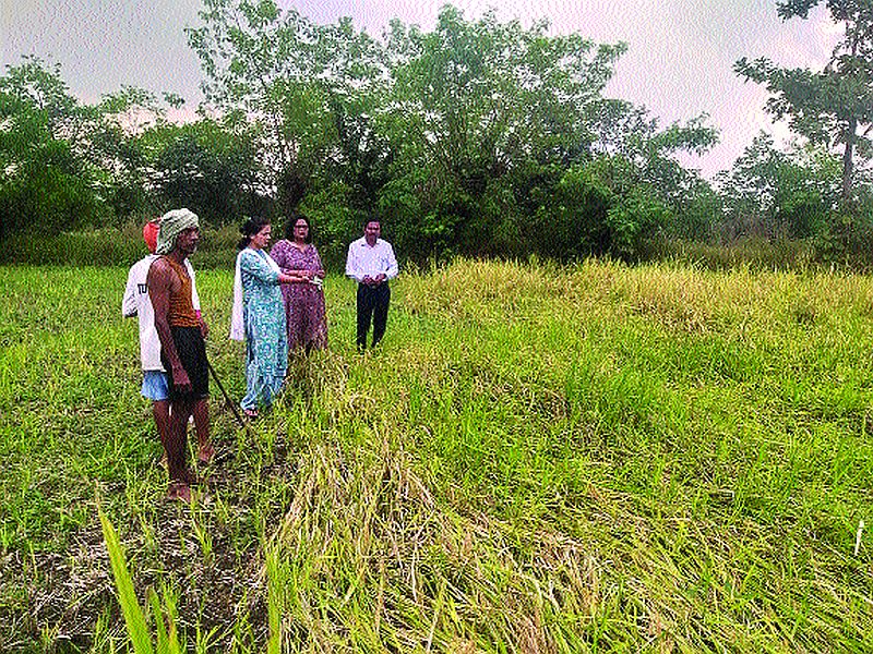 Damage due to rain: Five farmers hit in Mangaon | पावसामुळे नुकसान : माणगावमध्ये ४४१२ शेतकऱ्यांना फटका