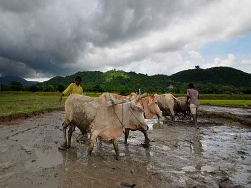 government crisis if help norms not change help of affected farmer of rain | मदतीचे निकष न बदलल्यास सुलतानी संकट